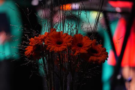 KoncertZimzelenMirna17 11 24 FotoStudioPraprotka (113)